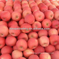 fuji apple price in china